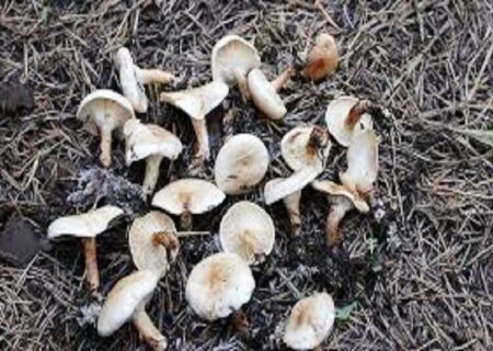 ۱۰ گونه قارچ سمی در کردستان شناسایی شده است