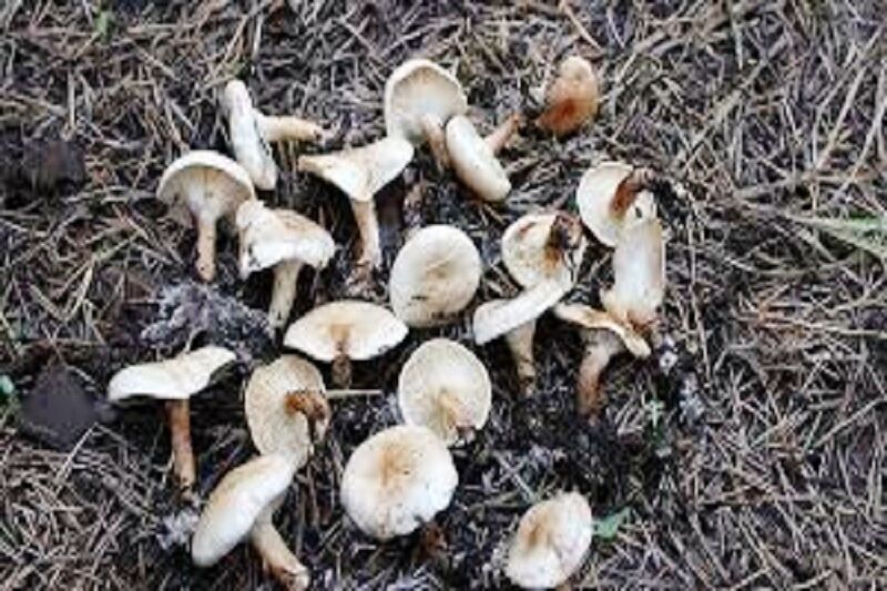 ۱۰ گونه قارچ سمی در کردستان شناسایی شده است