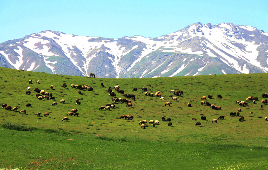 ۲ هزار و ۵۰۰ گونه گیاهی در کردستان شناسایی شده است
