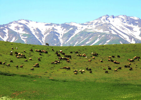 ۲ هزار و ۵۰۰ گونه گیاهی در کردستان شناسایی شده است