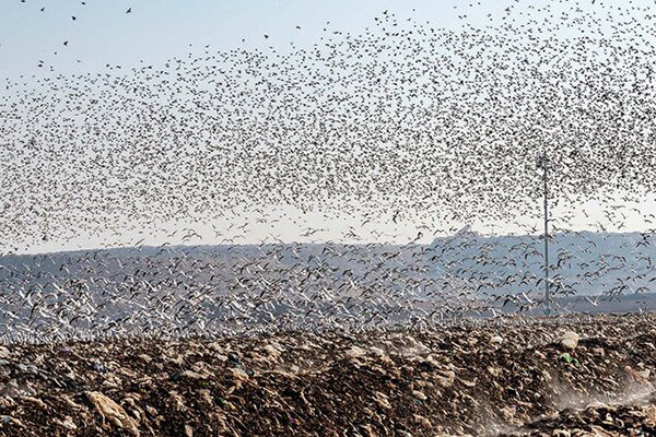 ۷ پروژه محیطزیستی سازمان مدیریت پسماند فردا بهره برداری می شود