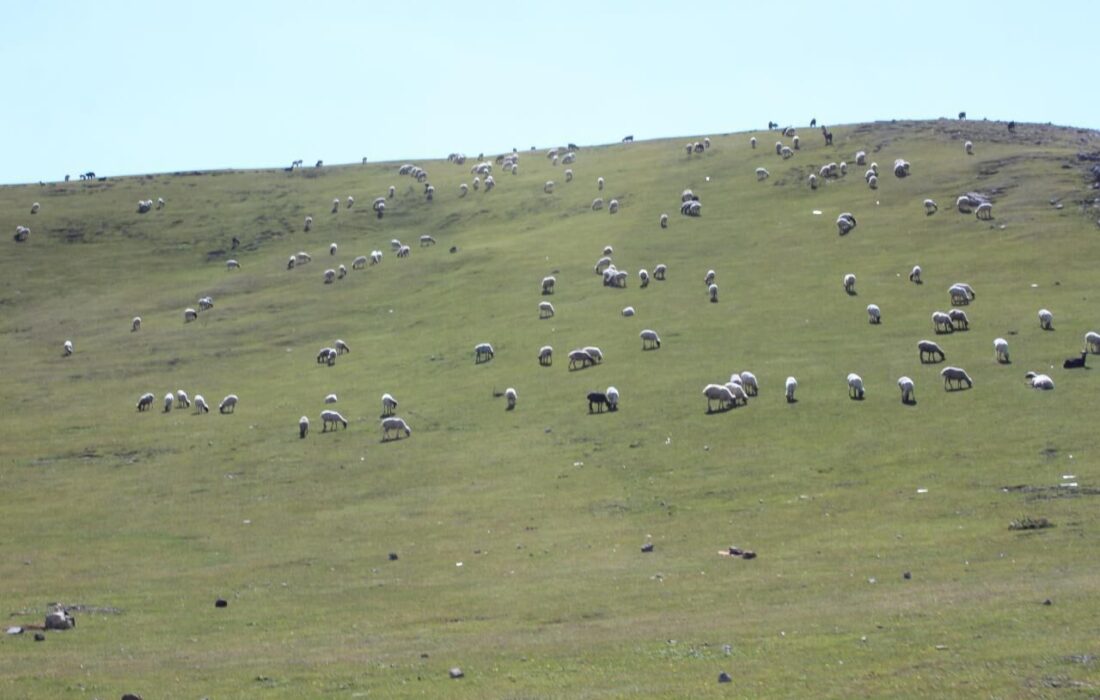۹ طرح مرتعداری دیواندره به بهره برداران محلی واگذار شد