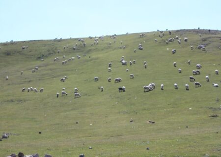 ۹ طرح مرتعداری دیواندره به بهره برداران محلی واگذار شد