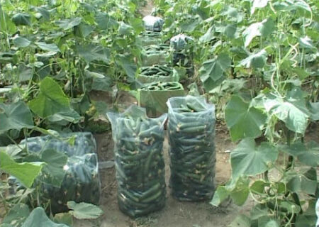 گلخانه تولید خیار در روستای کال‌علیا مریوان