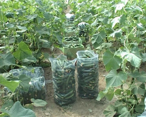 گلخانه تولید خیار در روستای کال‌علیا مریوان