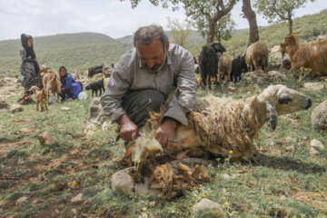 پشم چینی گوسفندان در ارتفاعات شاهو