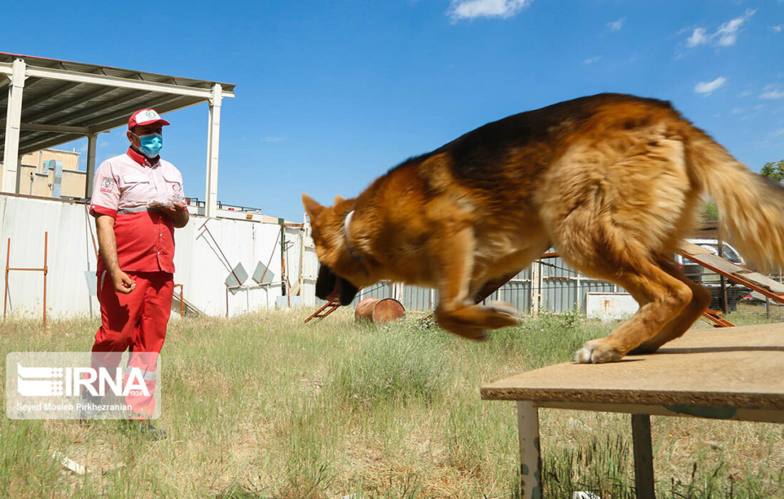 آموزش و نگهداری سگهای زندهیاب جمعیت هلال احمر کردستان
