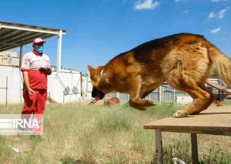 آموزش و نگهداری سگ‌های زنده‌یاب جمعیت هلال احمر کردستان