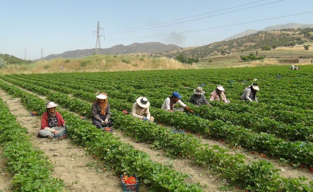 برداشت توت فرنگی در سروآباد به روایت تصویر