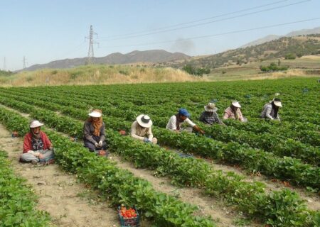 برداشت توت فرنگی در سروآباد به روایت تصویر