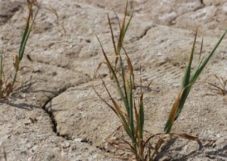 تازیانه خشکسالی بر تن کردستان