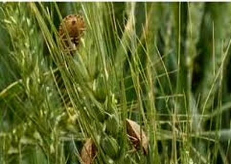 جهاد کشاورزی دهگلان نسبت به ریزش سن هشدار داد
