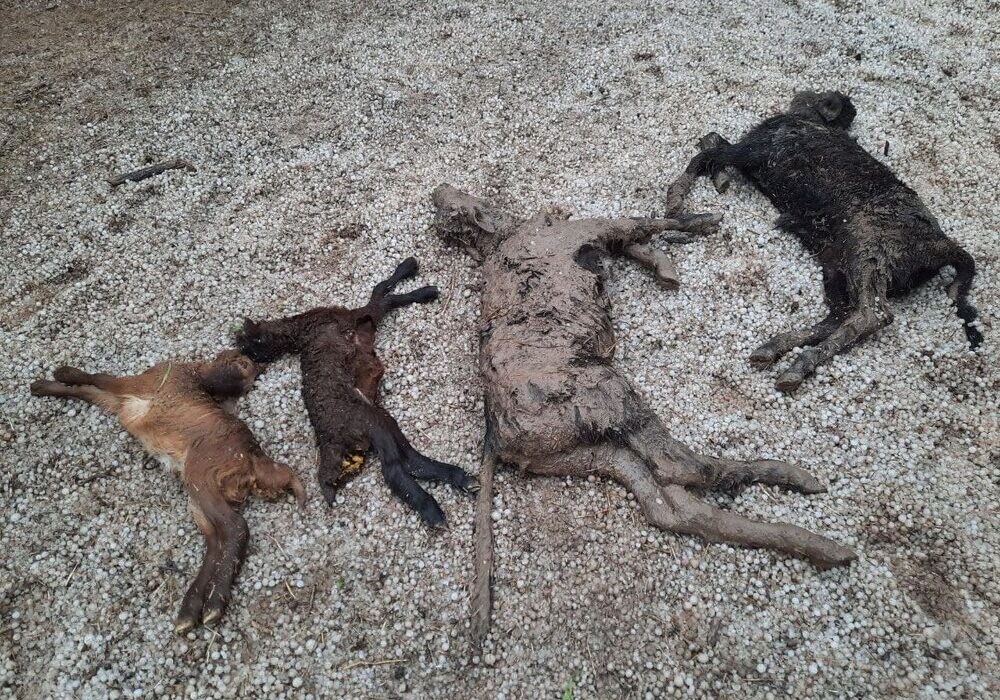 خسارت حوادث غیرمترقبه در روستاهای اهر به ۲۵۵ میلیارد تومان رسید