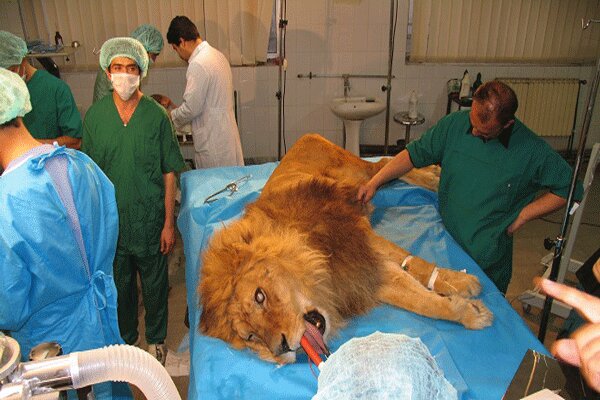 رسولی: لایحهای مغایر باقوانین موجود تصویب کرده ایم