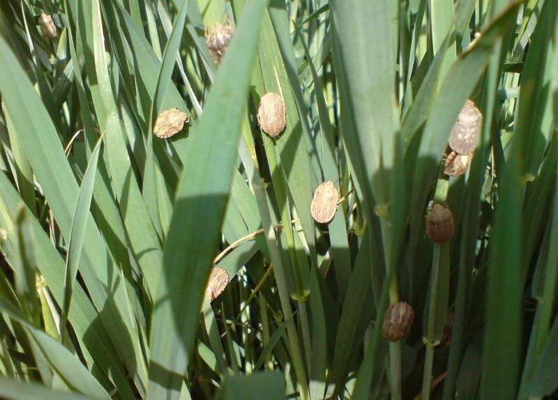 سطح مبارزه با آفت سن غلات در کردستان به بیش از ۱۶۴ هزار هکتار رسید