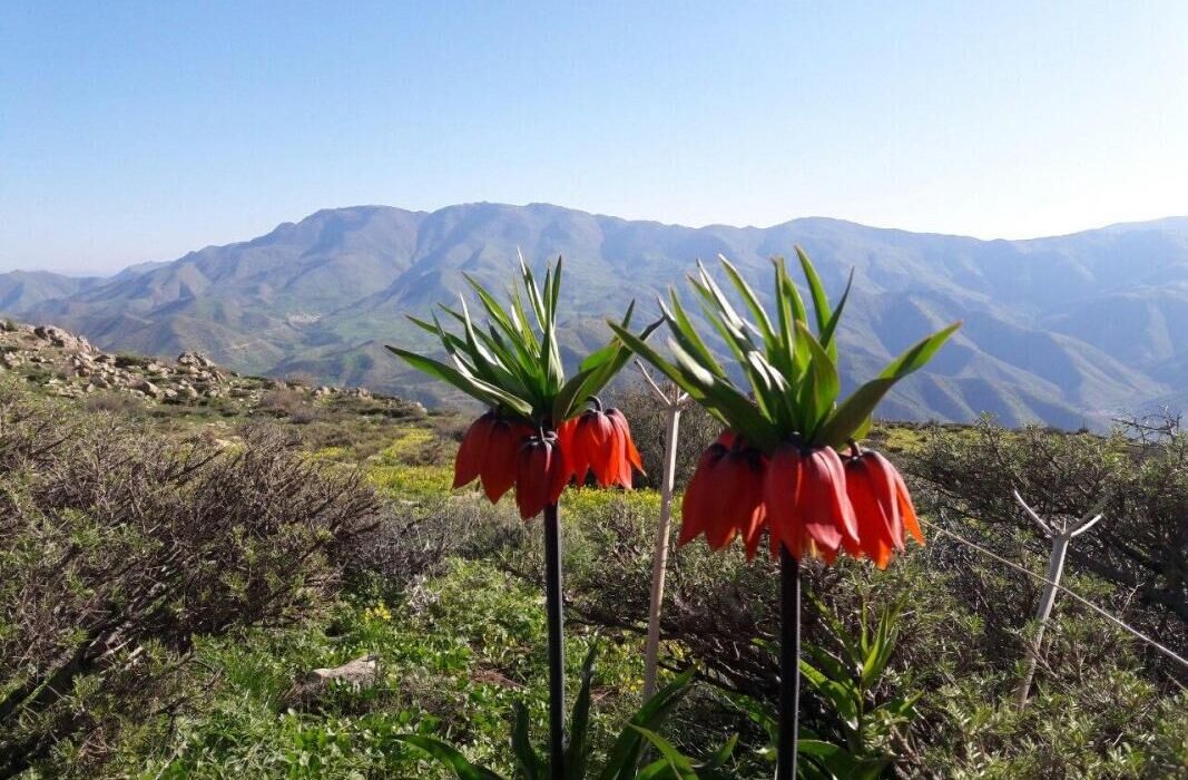 طبیعت بهاری سروآباد از نگاه لنز دوربین