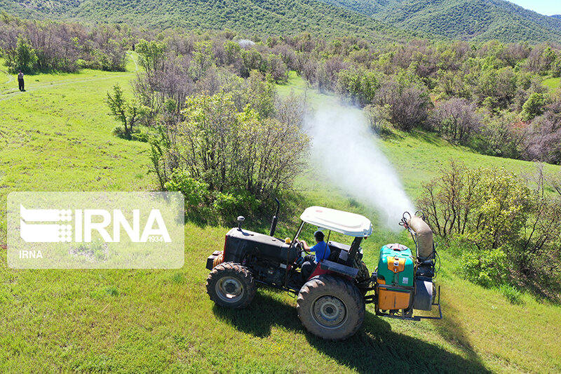 مبارزه با آفت جوانه‌خوار بلوط در جنگل‌های کردستان