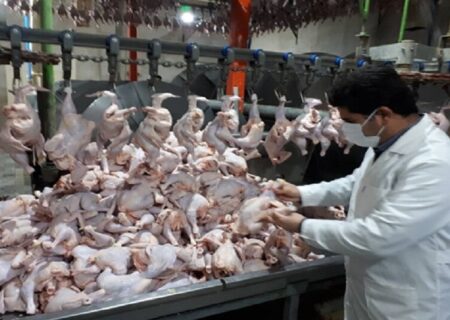 چند خبر از دامپزشکی کردستان