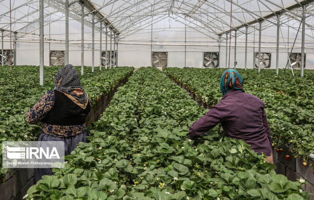۱۷ میلیون نشاء توت فرنگی در مریوان تولید شد