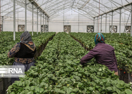 ۱۷ میلیون نشاء توت فرنگی در مریوان تولید شد