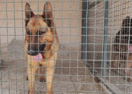 ۲ قلاده سگ مفقود شده هلال احمر کردستان تحویل داده شد