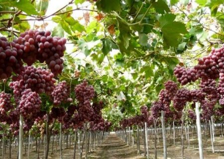 ۳۰۰ هکتار باغ انگور جدید در مریوان احداث شد