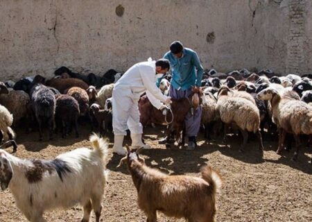 مرحله اول واکسیناسیون رایگان تب برفکی دامی در کردستان  انجام می‌شود