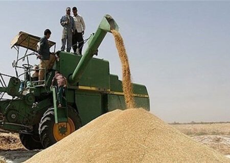 بیش از ۷ هزار تن گندم مازاد برنیاز کشاورزان در کردستان خریداری شد