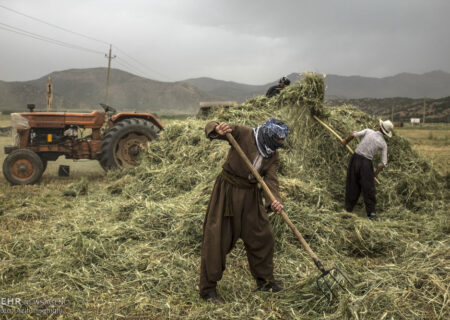 خرمن کوفتن سنتی در روستاهای کردستان