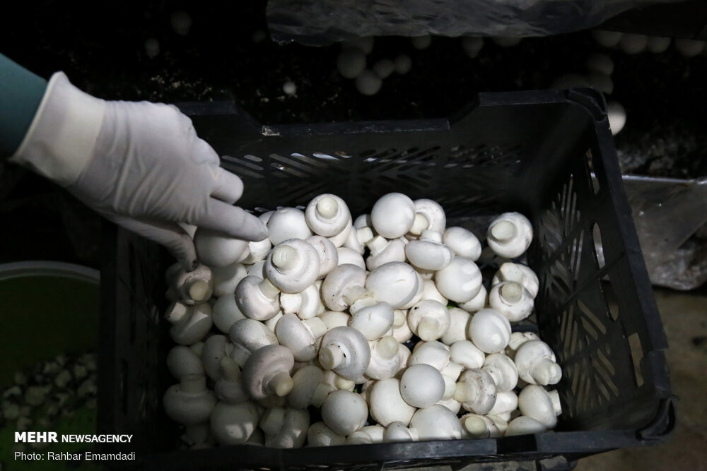 قیمت انواع قارچ و جوانه در میادین میوه و تره بار