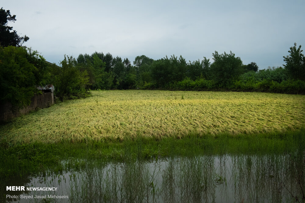 چاپ کتاب «آیین های سنتی برنج در شمال ایران» توسط آلمانی ها