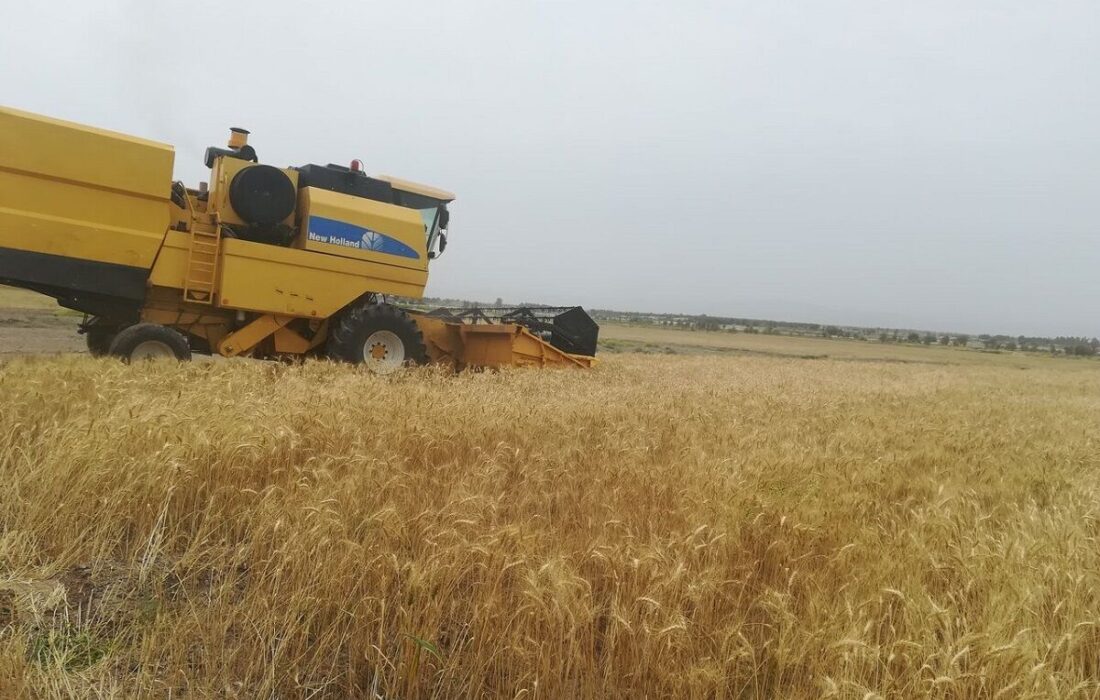 ۳۴۳ هزار تن گندم از کشاورزان کردستانی خریداری می‌شود