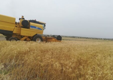 ۳۴۳ هزار تن گندم از کشاورزان کردستانی خریداری می‌شود