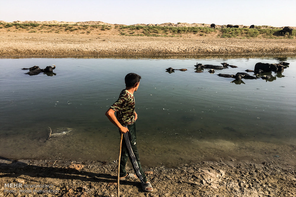آغاز رهاسازی آب از سد کرخه/ زندگی حیوانات در خطر جدی است