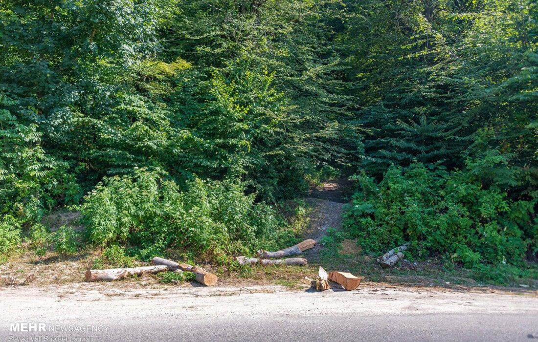 آیین پلاک‌کوبی خیابان «جنگلبان» در منطقه ۲۲ برگزار شد