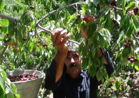 برداشت گیلاس در سروآباد