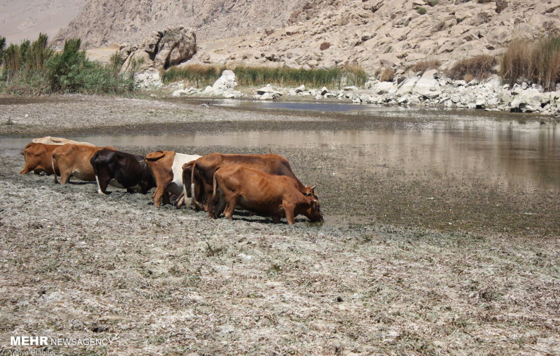 تالاب هشیلان کرمانشاه در آستانه خشک شدن
