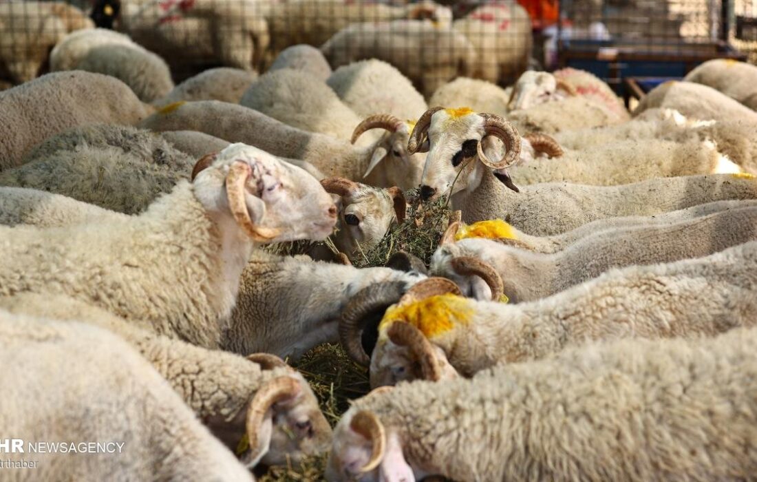 جزئیات تدارک ۱۰ هزار رأس دام در ۱۵ جایگاه عرضه بهداشتی دام