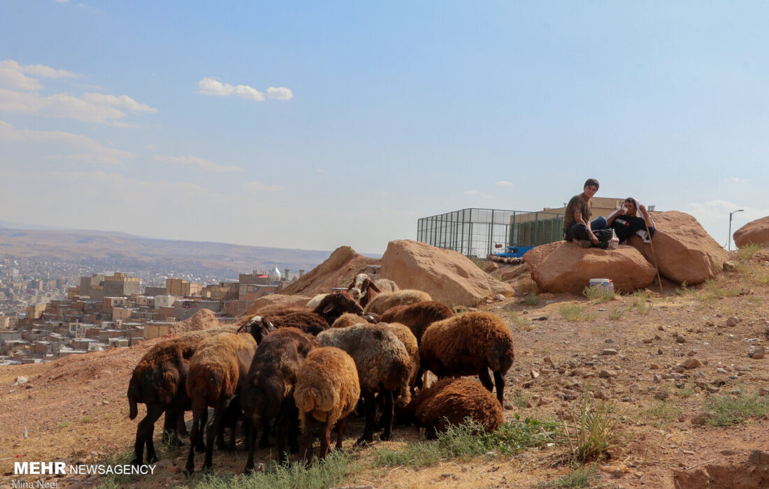 دام زنده بهداشتی هر کیلو ۵۸ هزار تومان