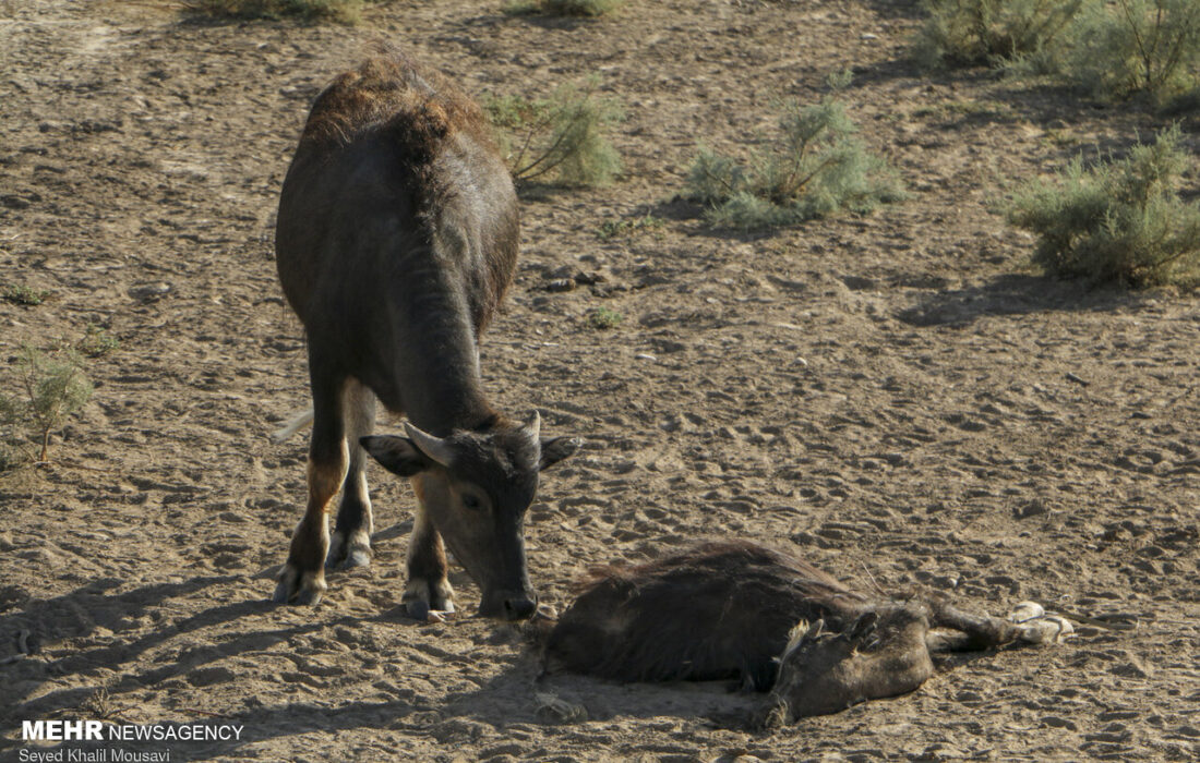 دامداران خسارت دیده دشت آزادگان به جهاد کشاورزی مراجعه کنند