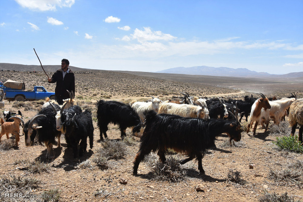 عشایر در صحنه تولید بی‌ادعا حاضر هستند