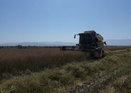 مطالبه کلزاکاران کردستانی به طور کامل پرداخت شد