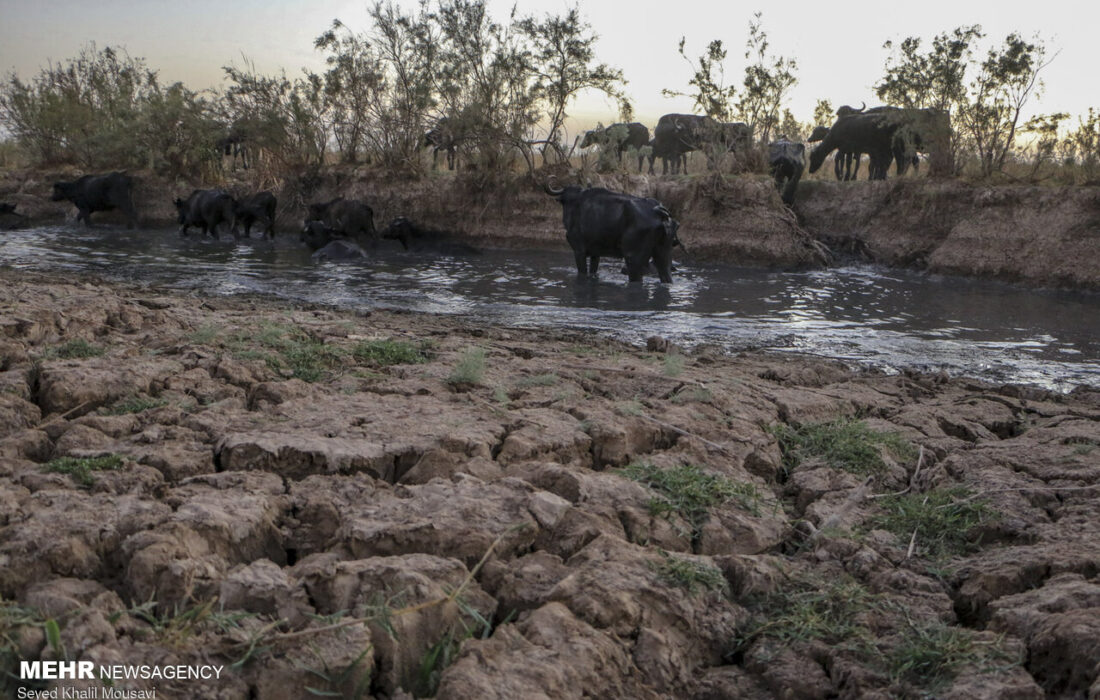 هورالعظیم غمی به وسعت خوزستان