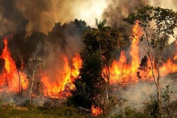 وقوع ۹۶ مورد آتش سوزی در جنگل ها و مراتع کردستان