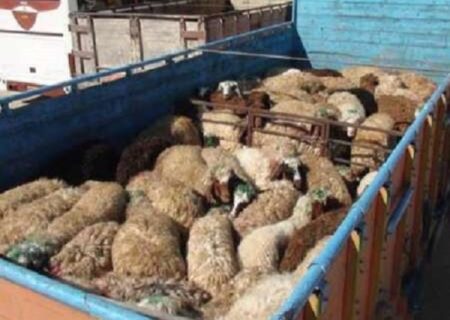 کشف ۱۷۹ رأس دام قاچاق در نوار مرزی مریوان