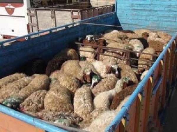 کشف ۱۷۹ رأس دام قاچاق در نوار مرزی مریوان