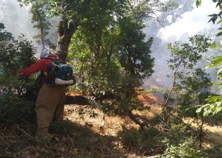 یک‌هزار و ۱۶۰هکتار از عرصه‌های طبیعی کردستان طعمه حریق شد