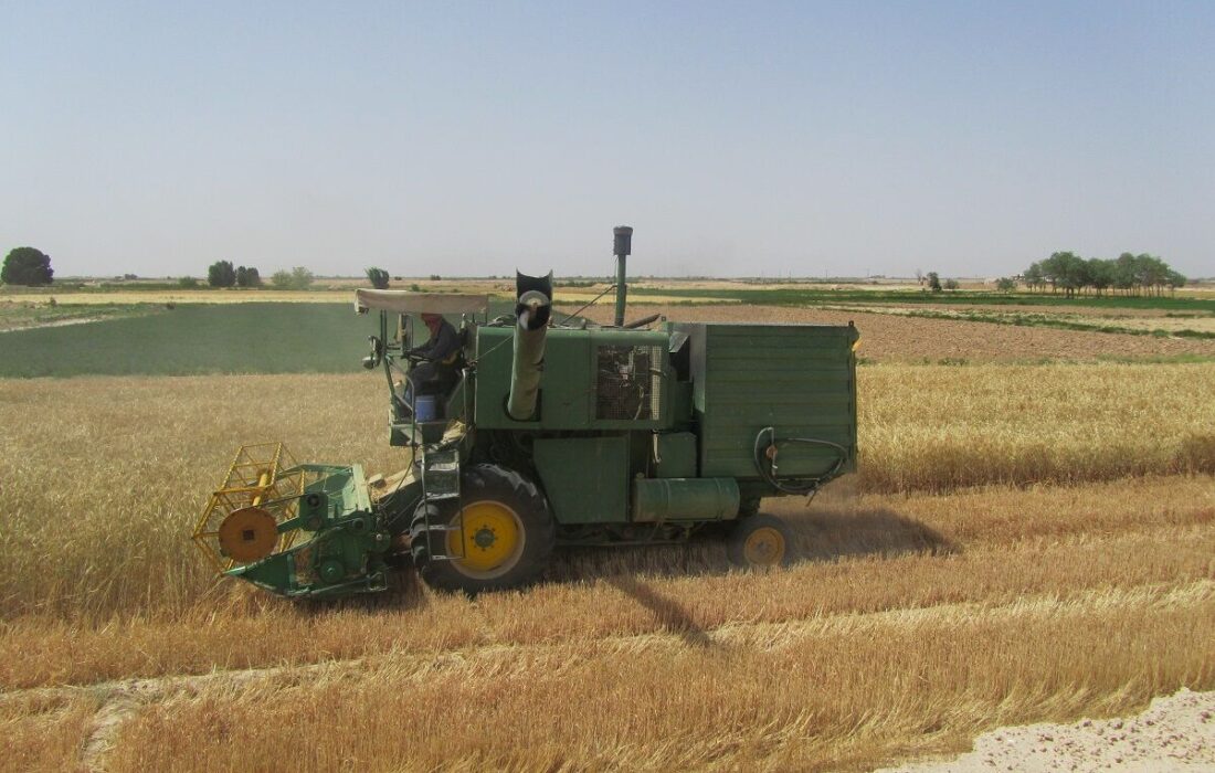 ۸۱ درصد بهای خرید تضمینی گندم به حساب کشاورزان کردستانی واریز شد