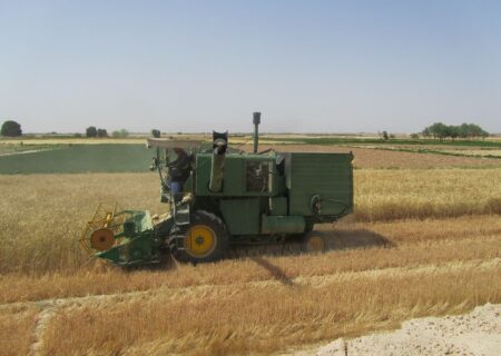 ۸۱ درصد بهای خرید تضمینی گندم به حساب کشاورزان کردستانی واریز شد