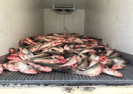 ۳.۵ تُن ماهی فاسد در سنندج کشف و ضبط شد